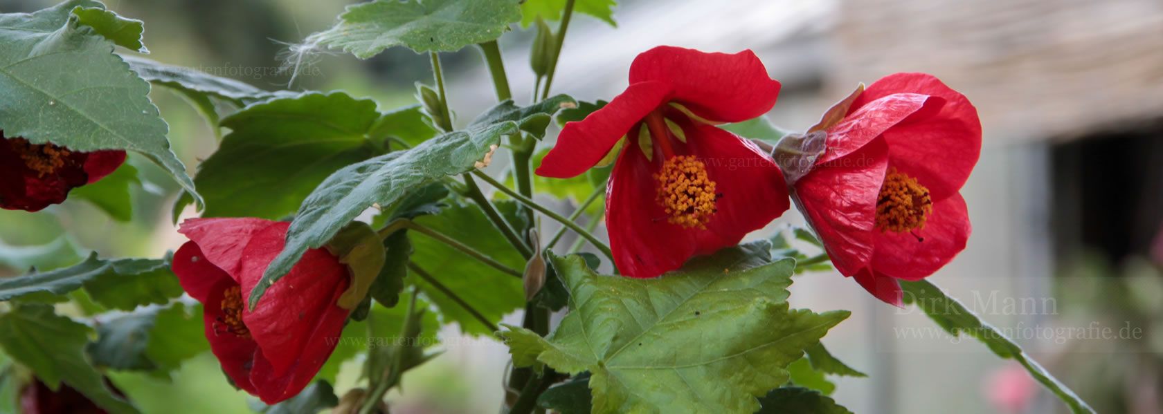 Abutilon / Schönmalve aus der Kräuter- und Staudengärtnerei in Sachsen bei Dresden