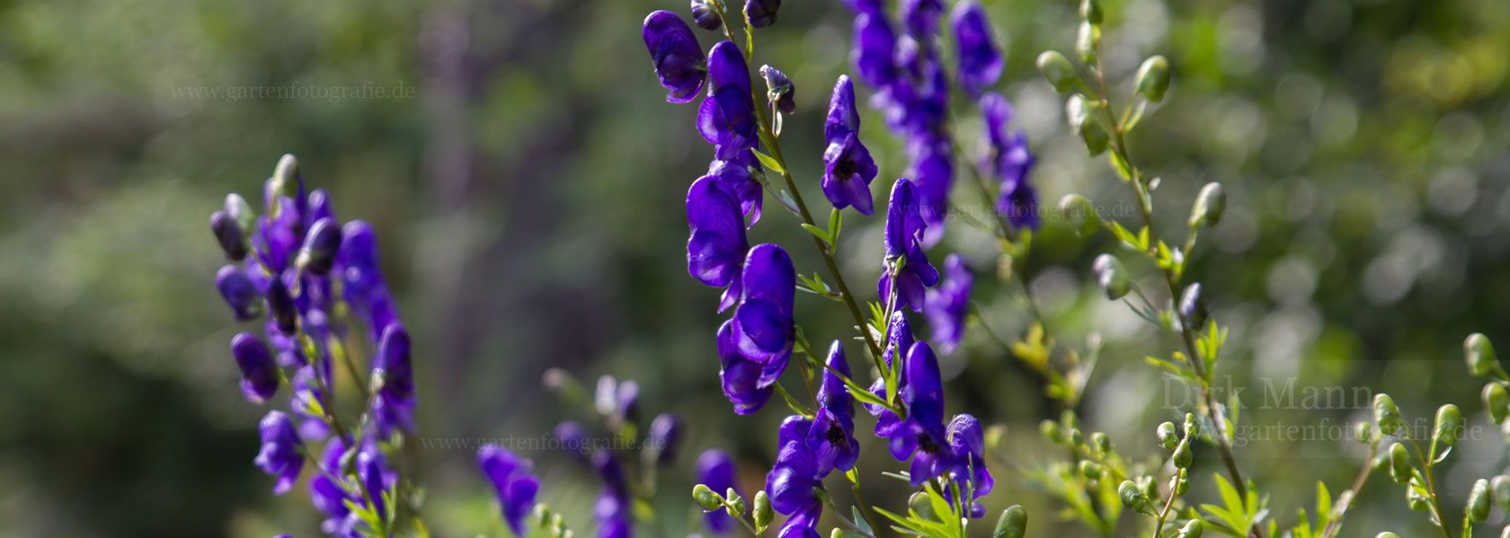 Aconitum / Eisenhut aus der Kräuter- und Staudengärtnerei in Sachsen bei Dresden