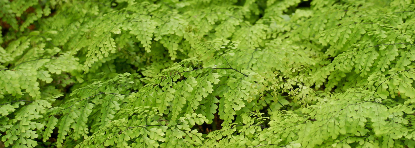 Adiantum / Frauenhaarfarn aus der Kräuter- und Staudengärtnerei in Sachsen bei Dresden