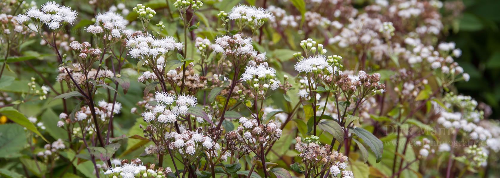 Ageratina / Natternwurz aus der Kräuter- und Staudengärtnerei in Sachsen bei Dresden
