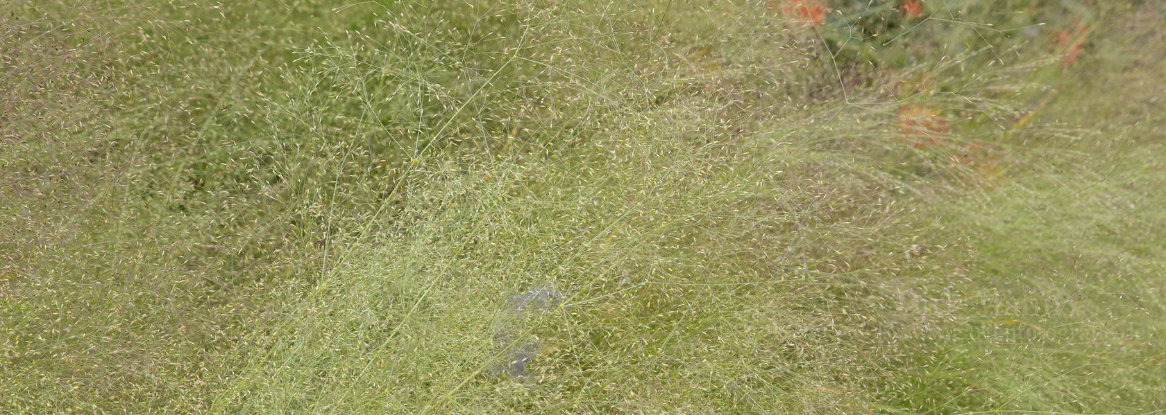 Agrostis / Straußgras aus der Kräuter- und Staudengärtnerei in Sachsen bei Dresden