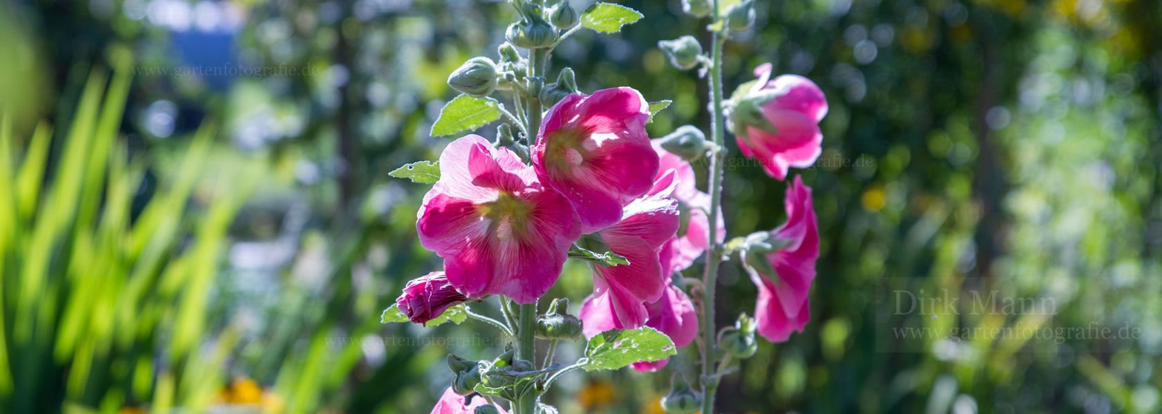 Alcea / Stockrose aus der Kräuter- und Staudengärtnerei in Sachsen bei Dresden