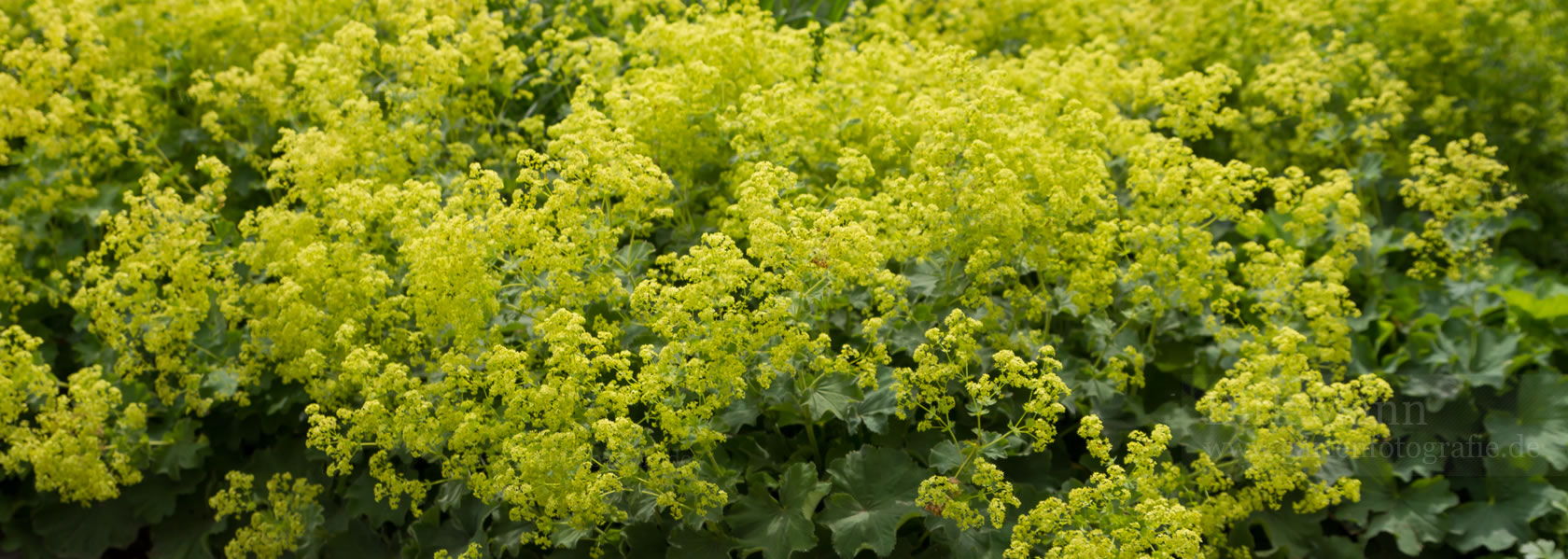 Alchemilla / Frauenmantel aus der Kräuter- und Staudengärtnerei in Sachsen bei Dresden