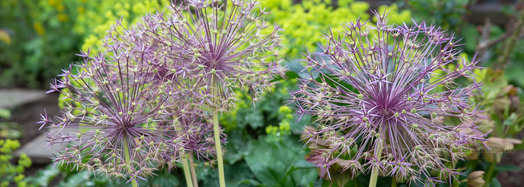 Allium / Lauch aus der Kräuter- und Staudengärtnerei in Sachsen bei Dresden