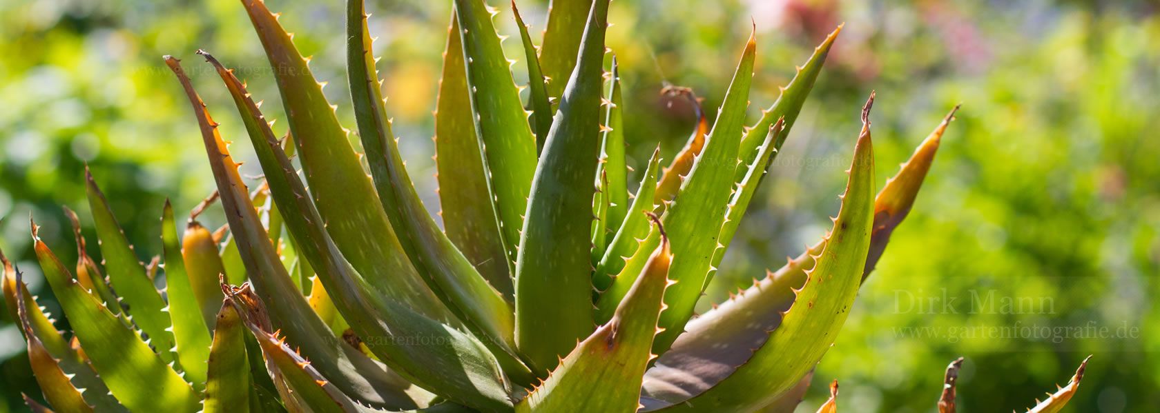 Aloe / Aloe aus der Kräuter- und Staudengärtnerei in Sachsen bei Dresden