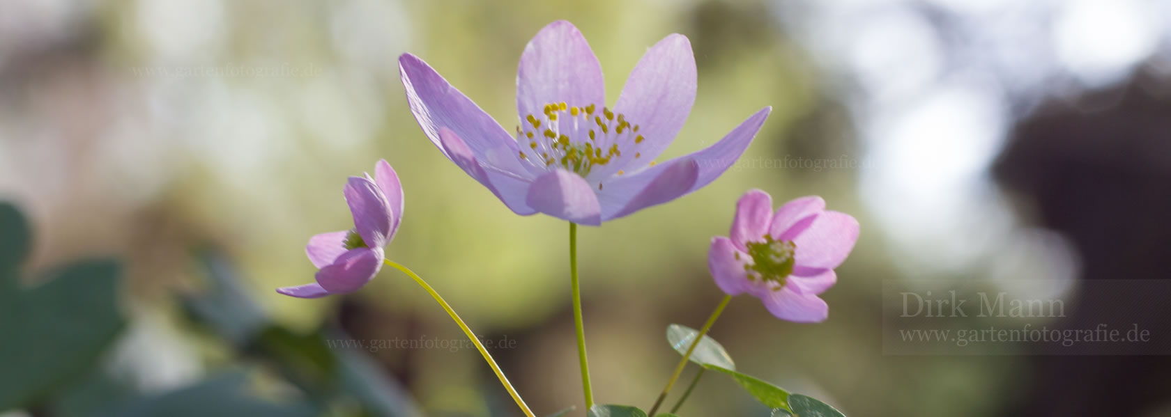 Anemonella / Rauten-Anemone aus der Kräuter- und Staudengärtnerei in Sachsen bei Dresden
