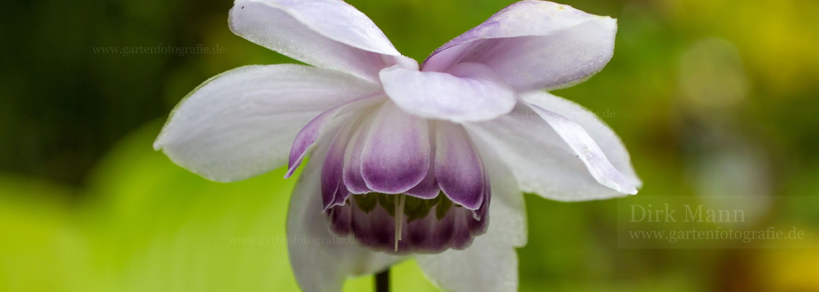 Anemonopsis / Scheinanemone aus der Kräuter- und Staudengärtnerei in Sachsen bei Dresden