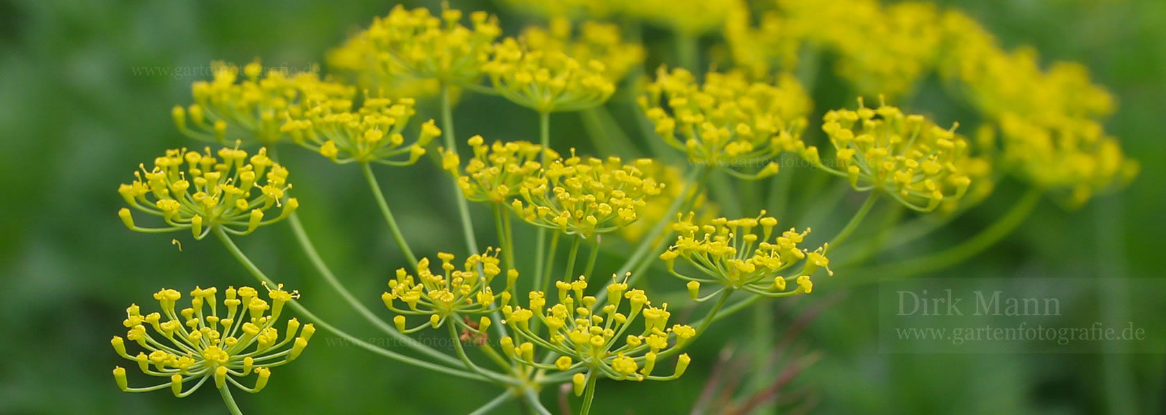 Anethum / Dill aus der Kräuter- und Staudengärtnerei in Sachsen bei Dresden