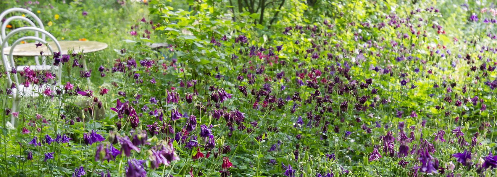 Aquilegia / Akelei aus der Kräuter- und Staudengärtnerei in Sachsen bei Dresden