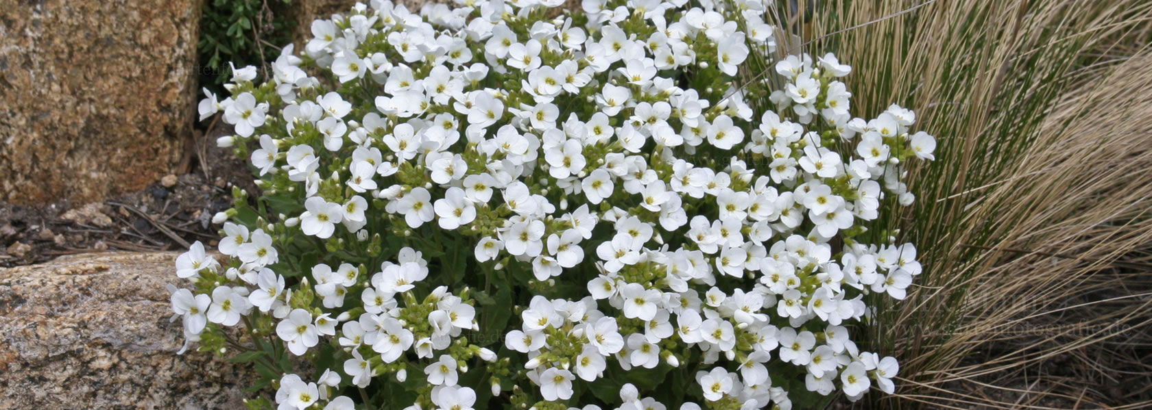 Arabis / Gänsekresse aus der Kräuter- und Staudengärtnerei in Sachsen bei Dresden