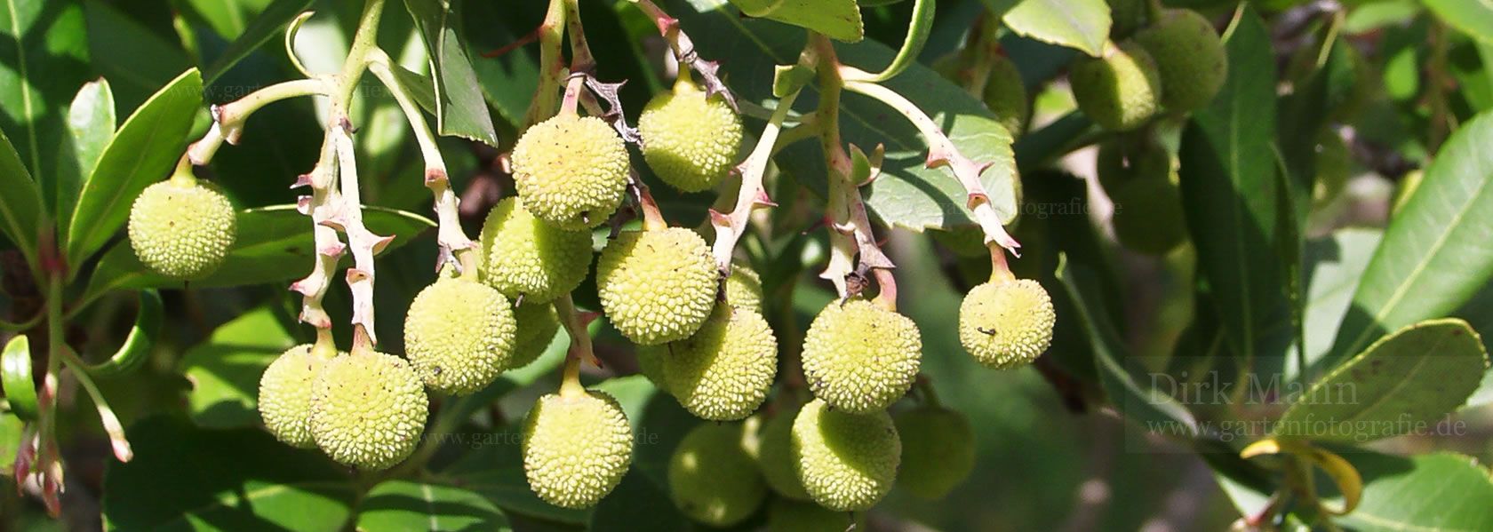 Arbutus / Erdbeerbaum aus der Kräuter- und Staudengärtnerei in Sachsen bei Dresden