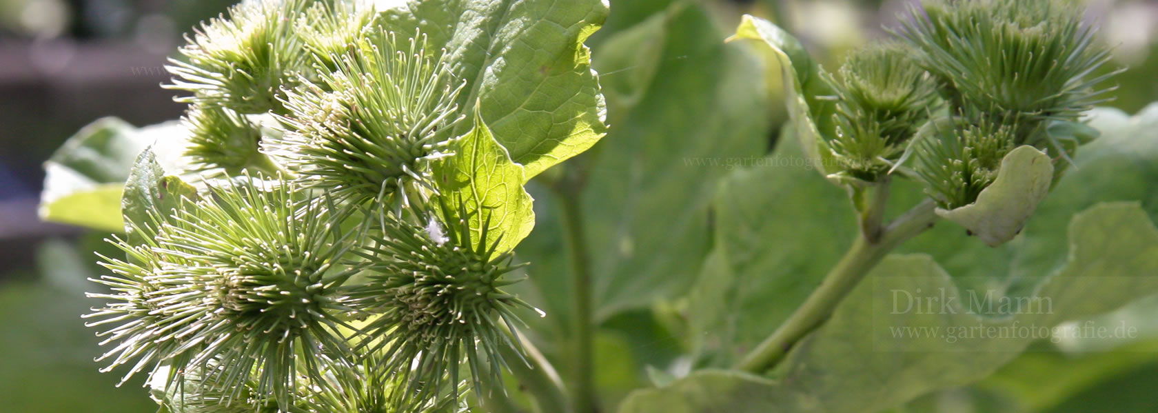 Arctium / Klette aus der Kräuter- und Staudengärtnerei in Sachsen bei Dresden