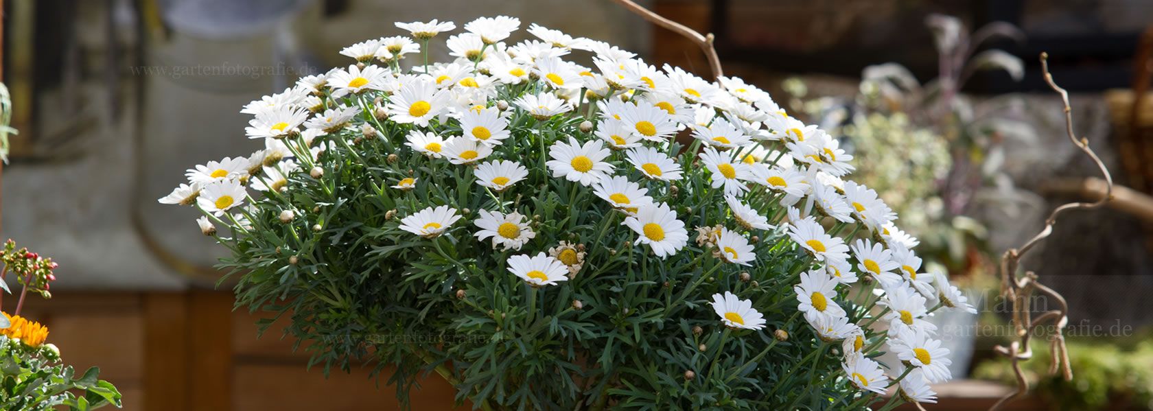 Argyranthemum / Strauchmargerite aus der Kräuter- und Staudengärtnerei in Sachsen bei Dresden