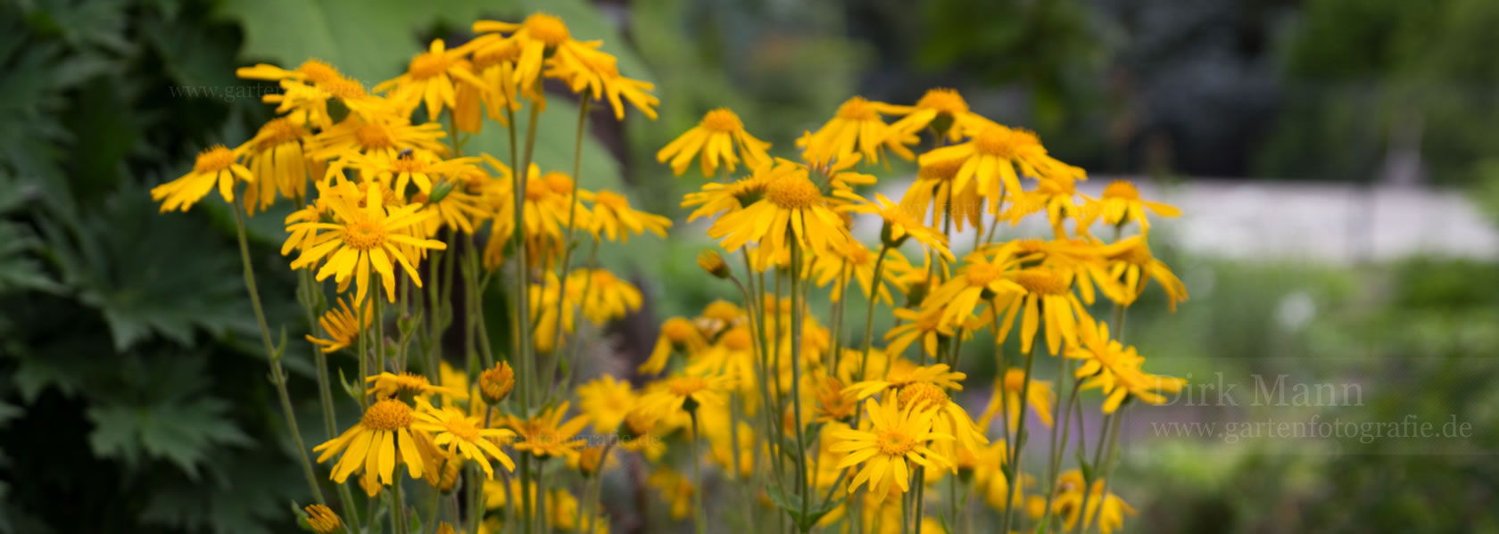 Arnica / Arnika aus der Kräuter- und Staudengärtnerei in Sachsen bei Dresden