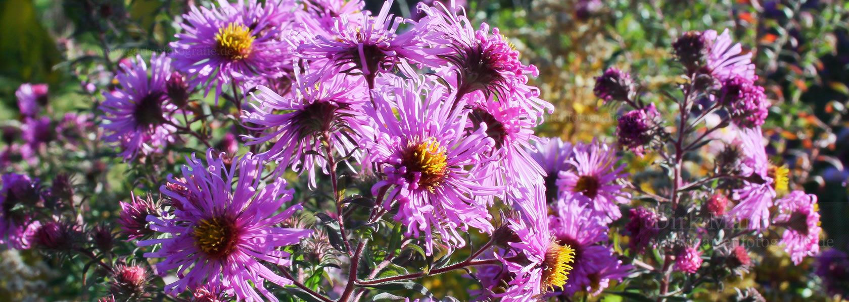 Aster / Aster aus der Kräuter- und Staudengärtnerei in Sachsen bei Dresden