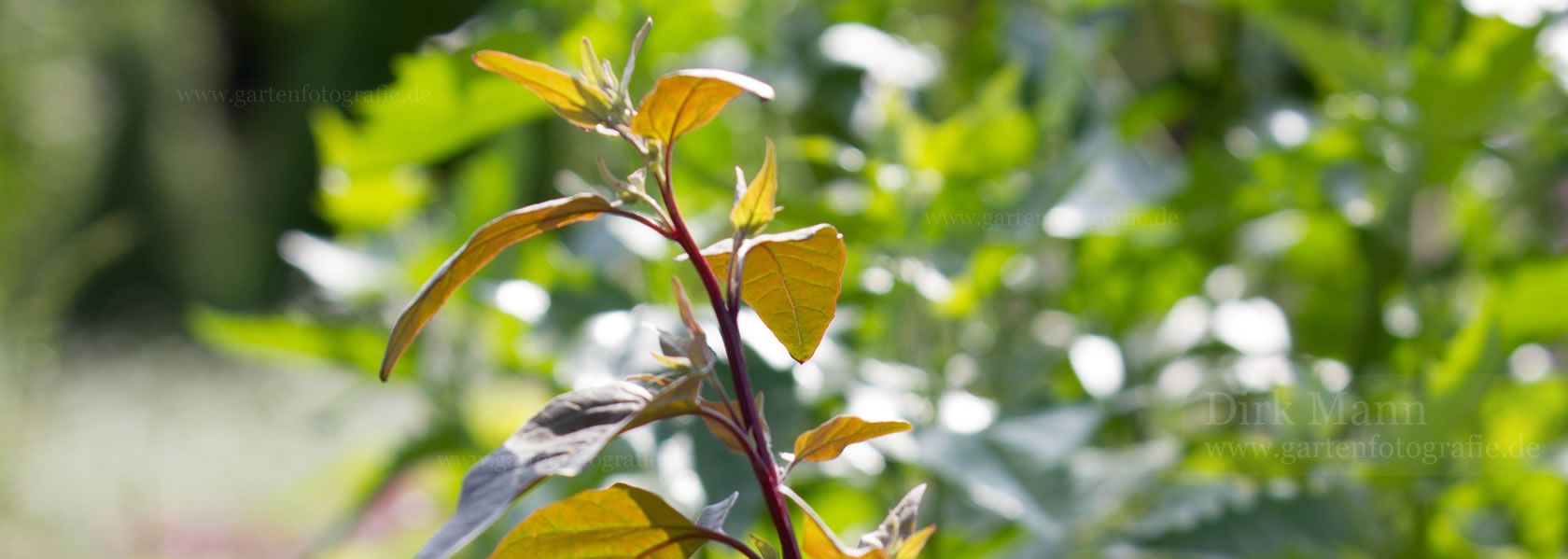 Atriplex / Melde aus der Kräuter- und Staudengärtnerei in Sachsen bei Dresden