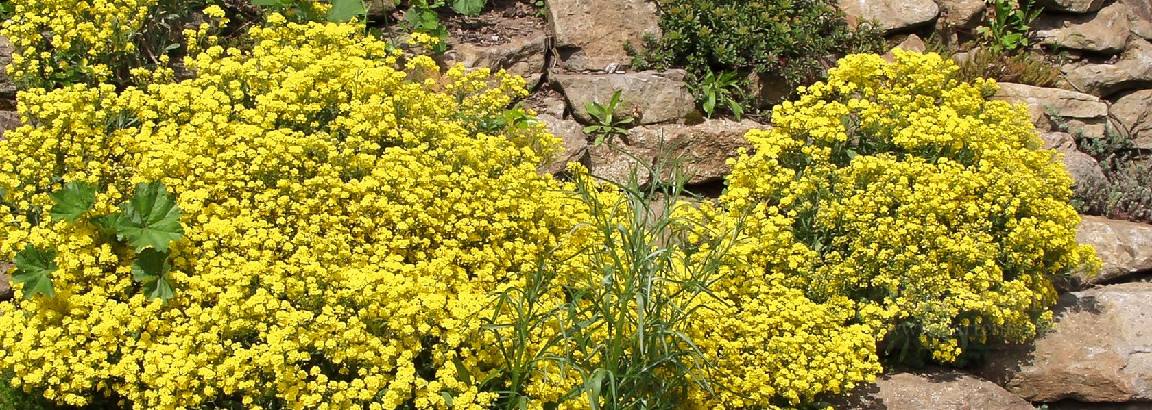 Aurinia / Felsen-Steinkraut aus der Kräuter- und Staudengärtnerei in Sachsen bei Dresden