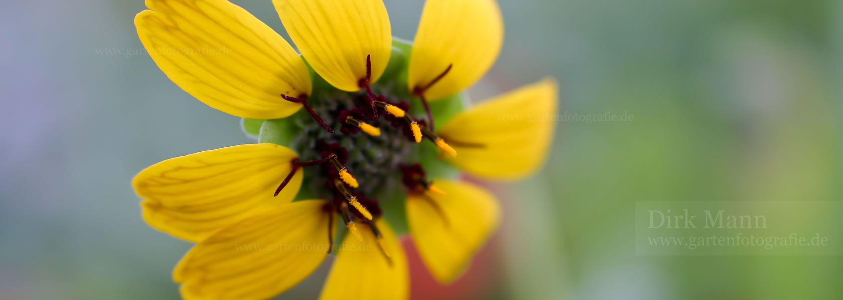 Berlandiera / Schokoladenblume aus der Kräuter- und Staudengärtnerei in Sachsen bei Dresden