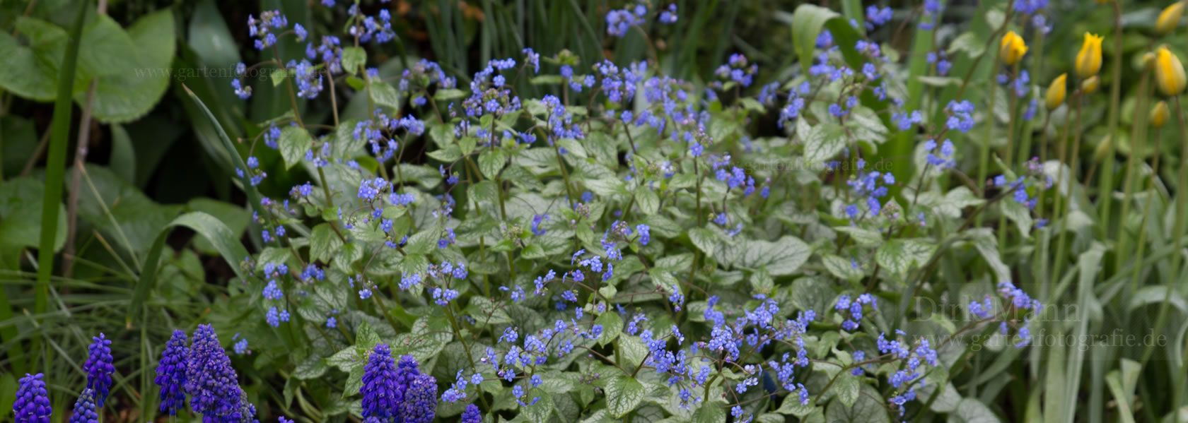 Brunnera / Kaukasus-Vergißmeinnicht aus der Kräuter- und Staudengärtnerei in Sachsen bei Dresden