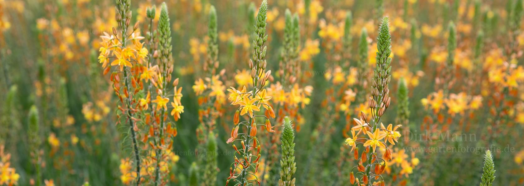 Bulbine / Bulbine aus der Kräuter- und Staudengärtnerei in Sachsen bei Dresden