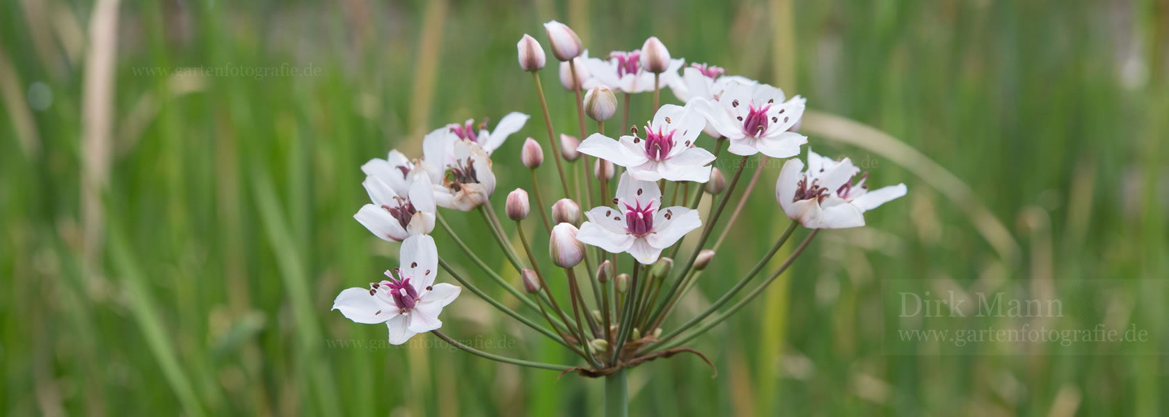 Butomus / Schwanenblume aus der Kräuter- und Staudengärtnerei in Sachsen bei Dresden