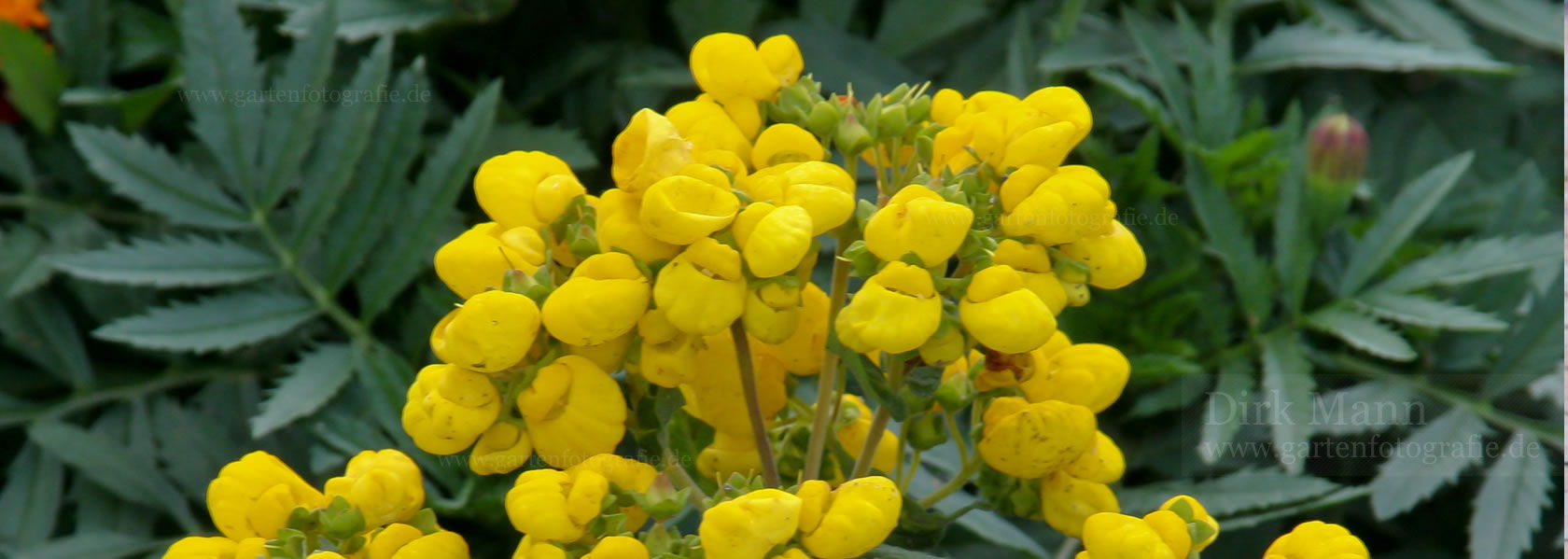 Calceolaria / Pantoffelblume aus der Kräuter- und Staudengärtnerei in Sachsen bei Dresden