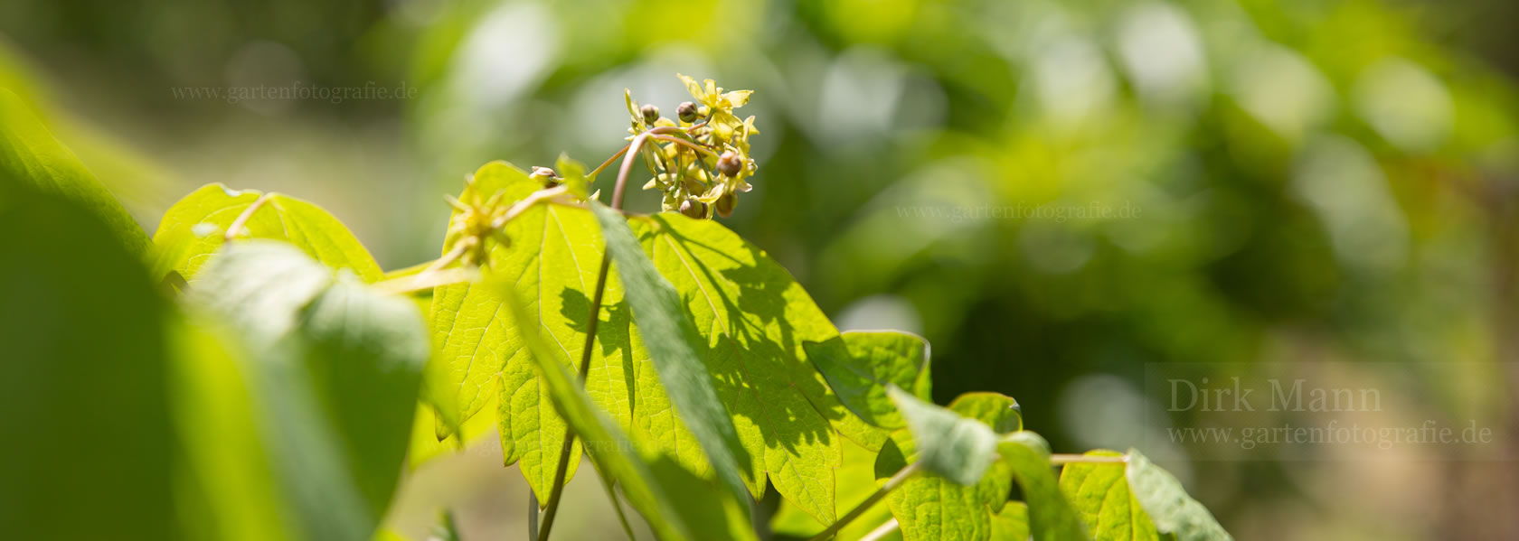 Caulophyllum / Indianerwiege aus der Kräuter- und Staudengärtnerei in Sachsen bei Dresden