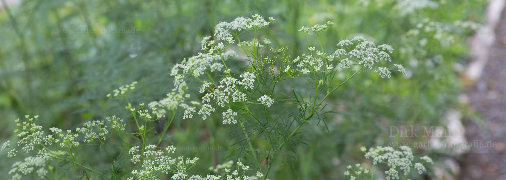 Chaerophyllum / Kälberkropf aus der Kräuter- und Staudengärtnerei in Sachsen bei Dresden