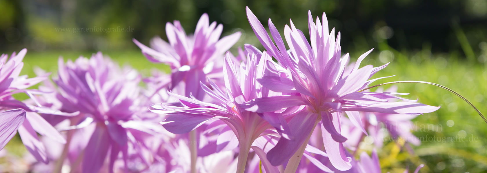 Colchicum / Zeitlose aus der Kräuter- und Staudengärtnerei in Sachsen bei Dresden