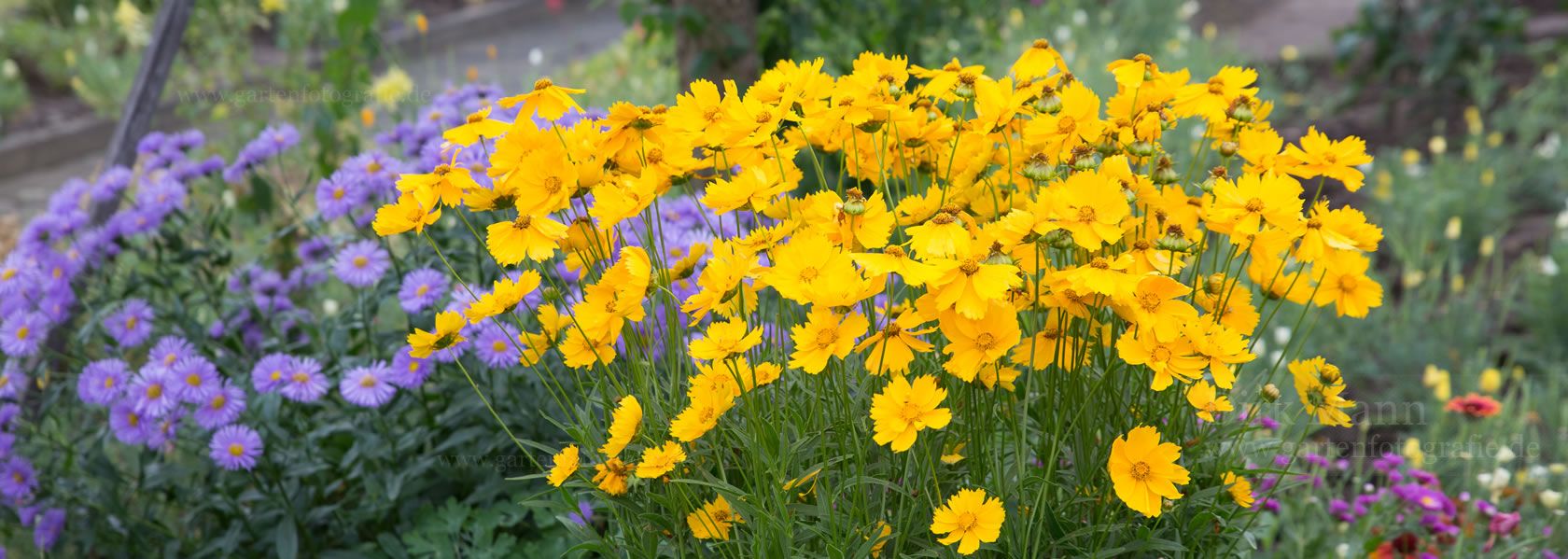 Coreopsis / Mädchenauge aus der Kräuter- und Staudengärtnerei in Sachsen bei Dresden