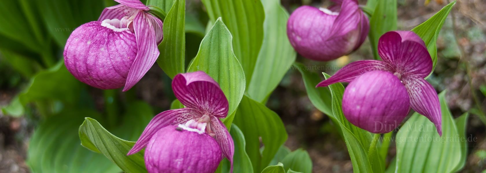 Cypripedium / Frauenschuh aus der Kräuter- und Staudengärtnerei in Sachsen bei Dresden