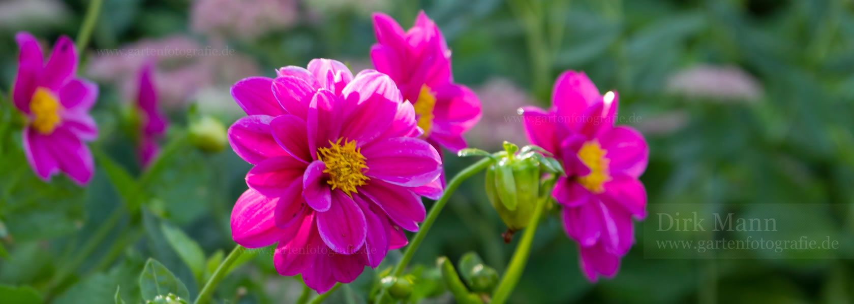 Dahlia / Dahlie aus der Kräuter- und Staudengärtnerei in Sachsen bei Dresden