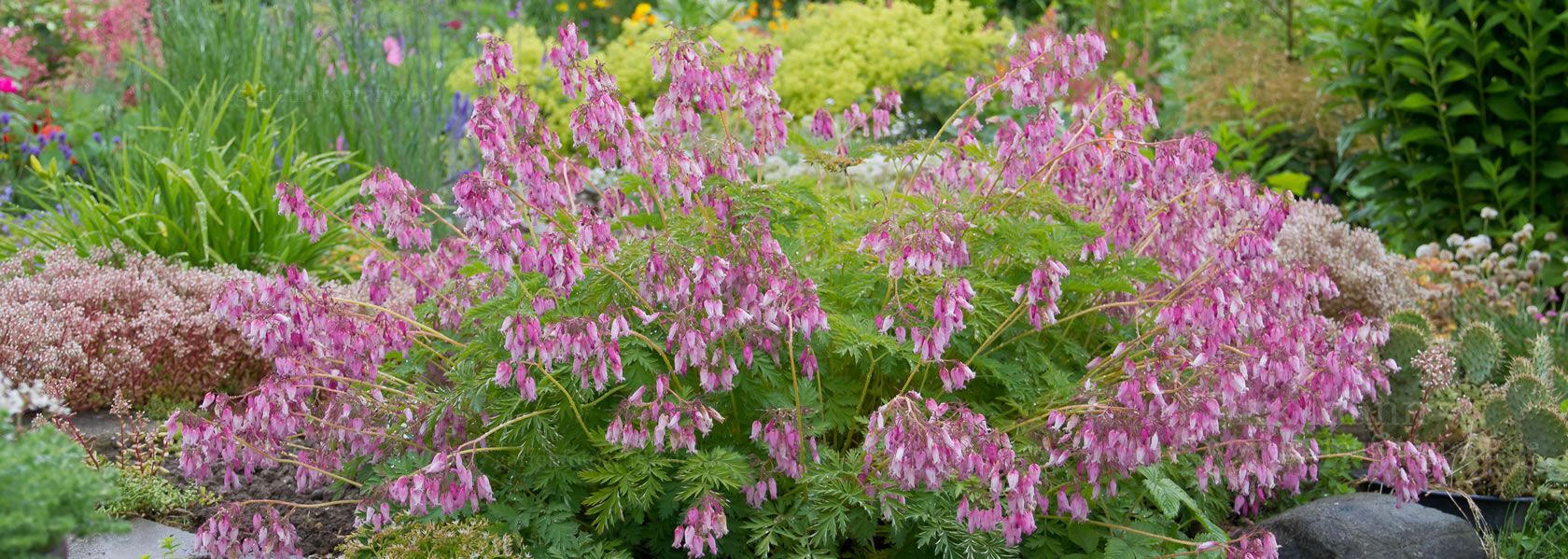 Dicentra / Herzblume aus der Kräuter- und Staudengärtnerei in Sachsen bei Dresden