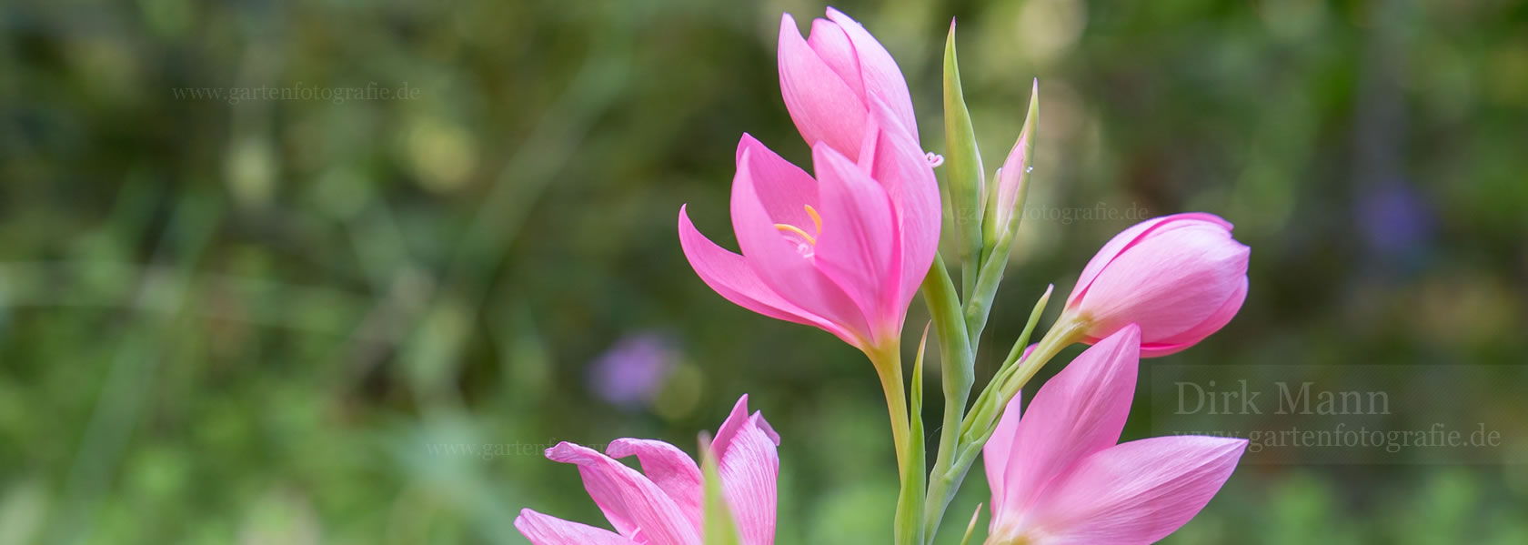 Dierama / Trichterschwertel aus der Kräuter- und Staudengärtnerei in Sachsen bei Dresden