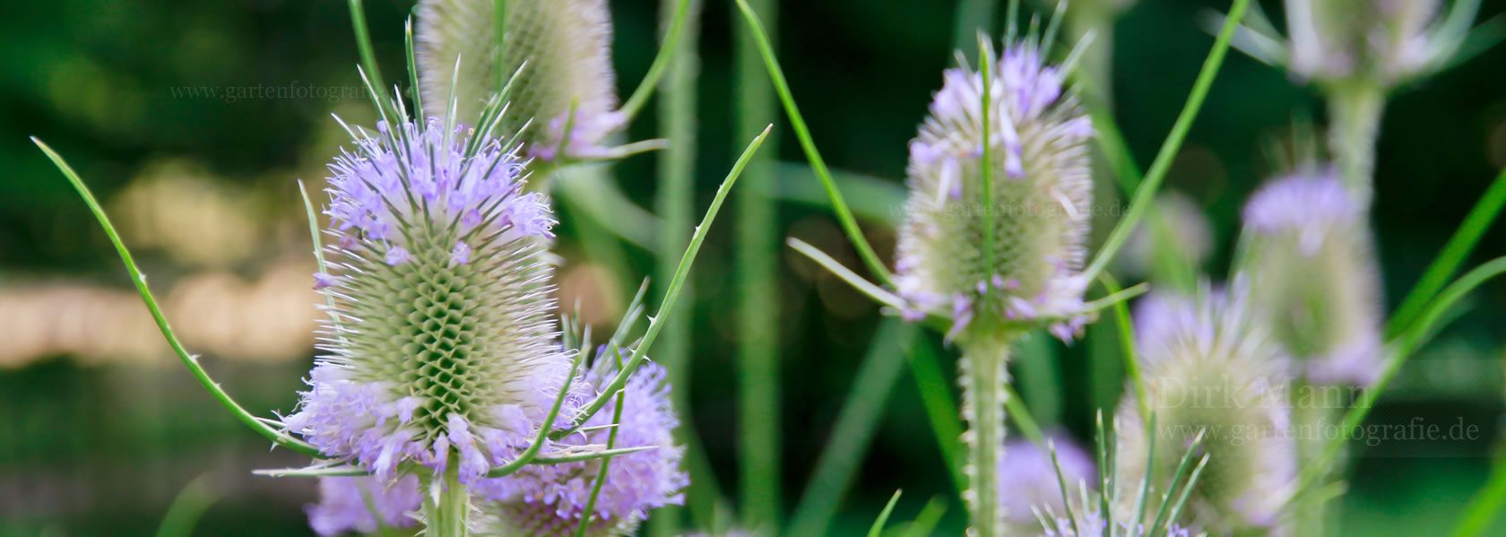 Dipsacus / Karde aus der Kräuter- und Staudengärtnerei in Sachsen bei Dresden
