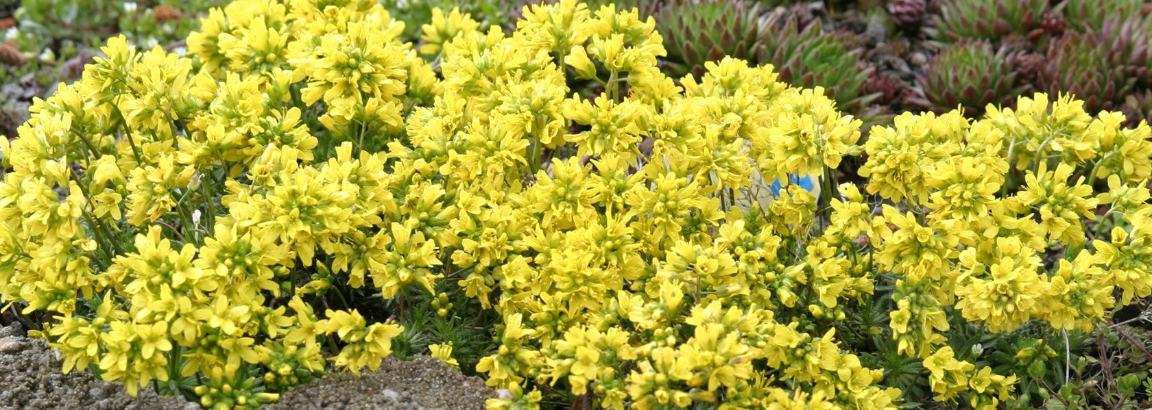 Draba / Felsenblümchen aus der Kräuter- und Staudengärtnerei in Sachsen bei Dresden