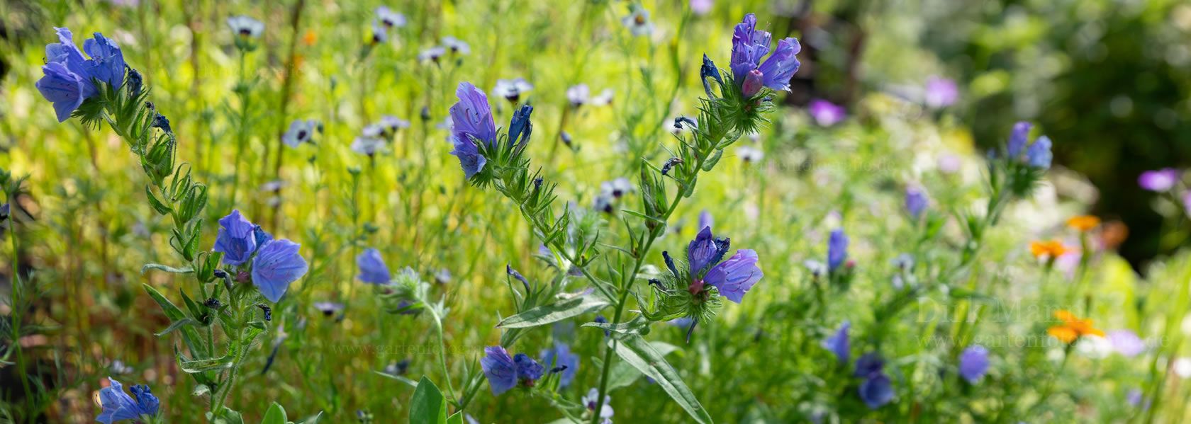 Echium / Natternkopf aus der Kräuter- und Staudengärtnerei in Sachsen bei Dresden
