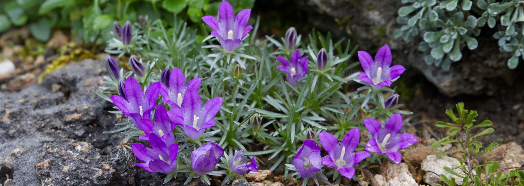Edraianthus / Büschelglocke aus der Kräuter- und Staudengärtnerei in Sachsen bei Dresden