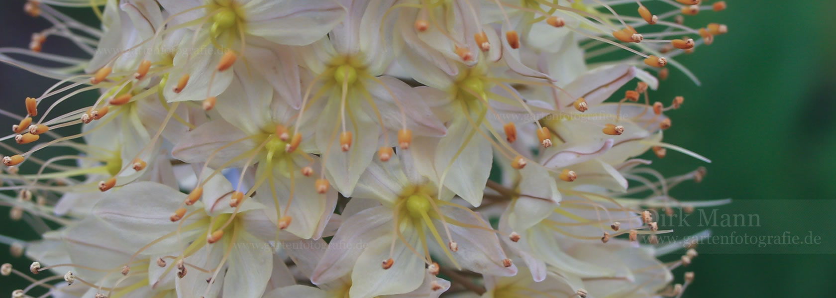 Eremurus / Steppenkerze aus der Kräuter- und Staudengärtnerei in Sachsen bei Dresden