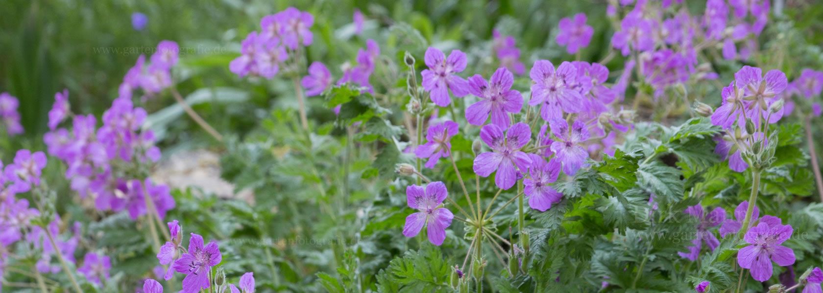 Erodium / Reiherschnabel aus der Kräuter- und Staudengärtnerei in Sachsen bei Dresden