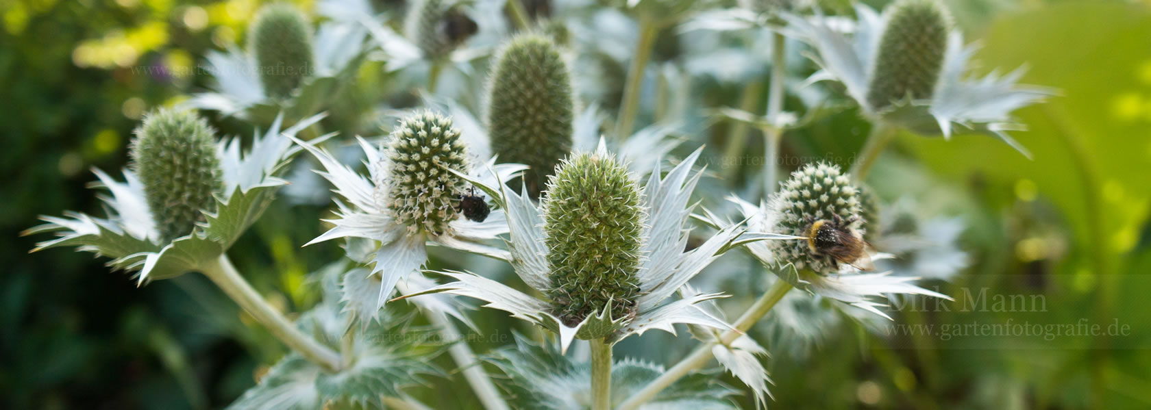 Eryngium / Mannstreu aus der Kräuter- und Staudengärtnerei in Sachsen bei Dresden