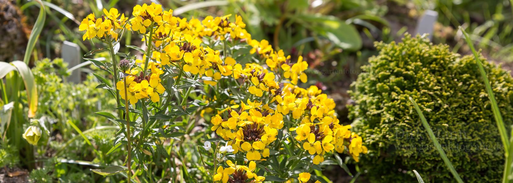 Erysimum / Schöterich aus der Kräuter- und Staudengärtnerei in Sachsen bei Dresden