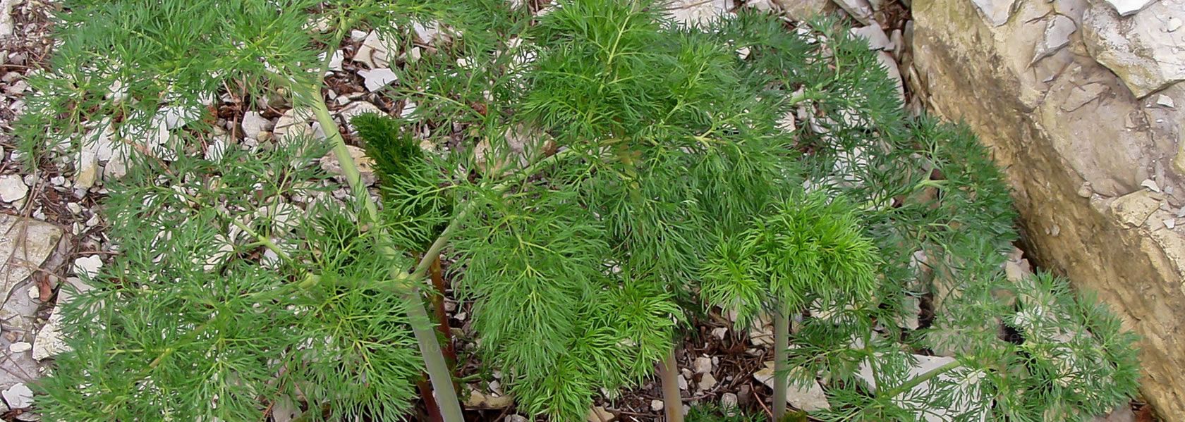 Ferula / Steckenkraut aus der Kräuter- und Staudengärtnerei in Sachsen bei Dresden