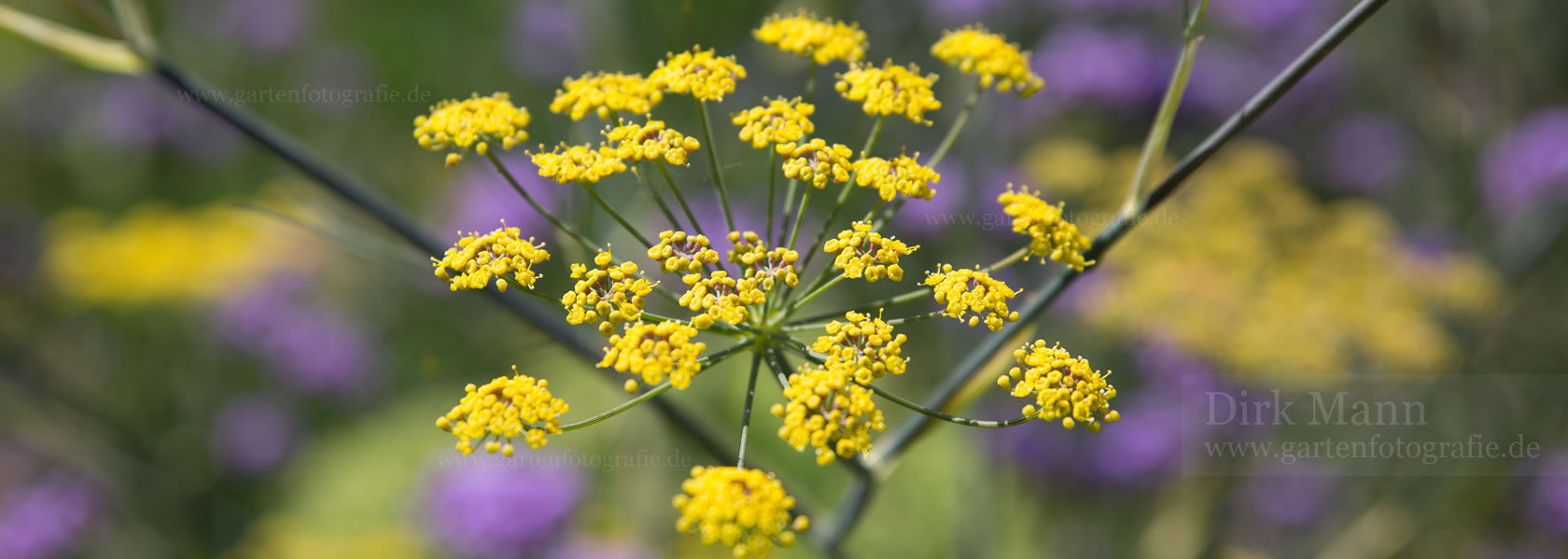 Foeniculum / Fenchel aus der Kräuter- und Staudengärtnerei in Sachsen bei Dresden