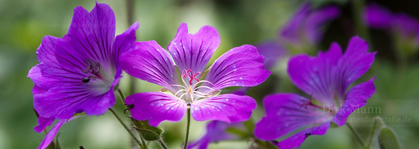 Geranium / Storchschnabel aus der Kräuter- und Staudengärtnerei in Sachsen bei Dresden