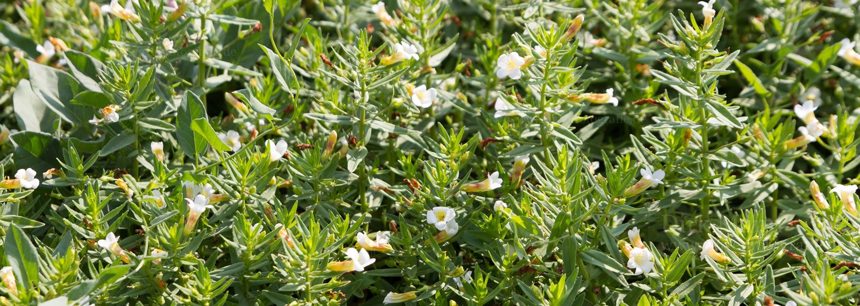 Gratiola / Knadenkraut aus der Kräuter- und Staudengärtnerei in Sachsen bei Dresden