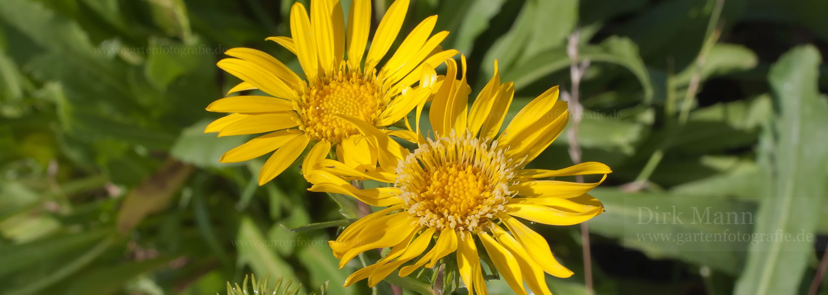 Grindelia / Gummikraut aus der Kräuter- und Staudengärtnerei in Sachsen bei Dresden
