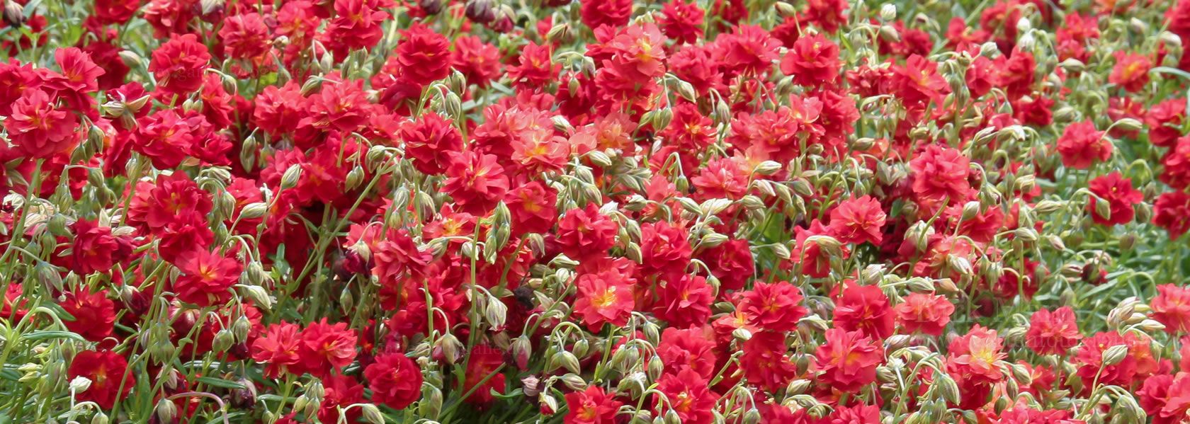 Helianthemum / Sonnenröschen aus der Kräuter- und Staudengärtnerei in Sachsen bei Dresden