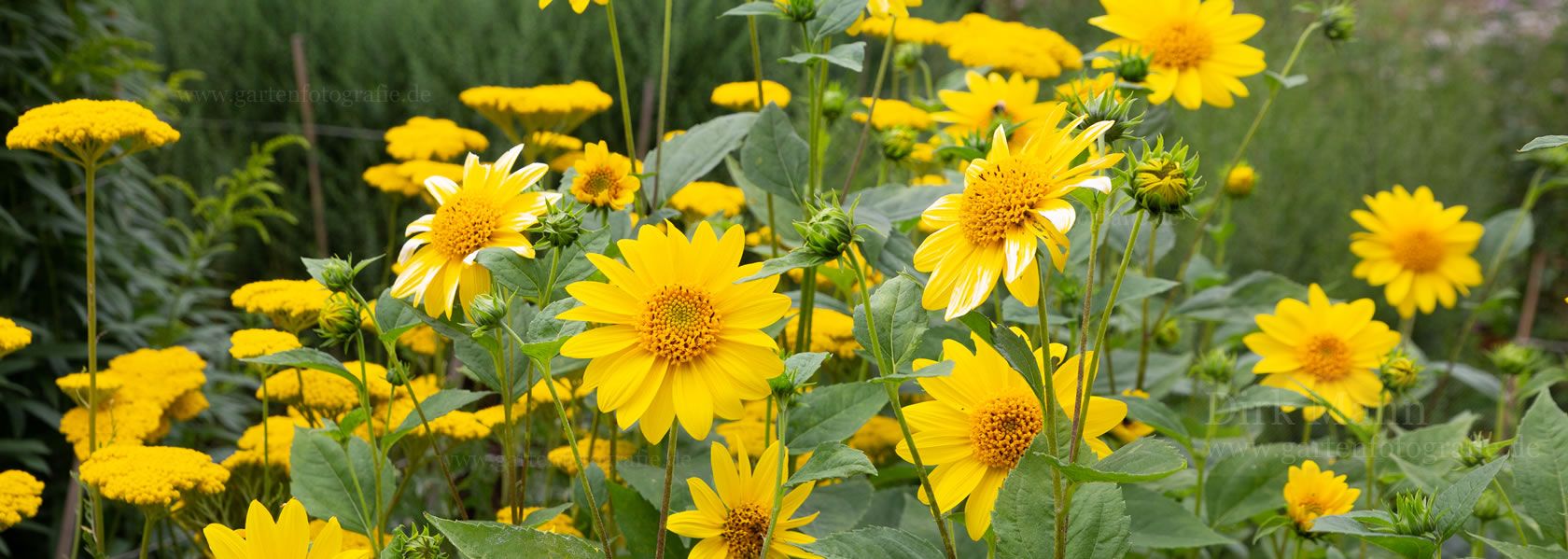 Helianthus / Sonnenblume aus der Kräuter- und Staudengärtnerei in Sachsen bei Dresden