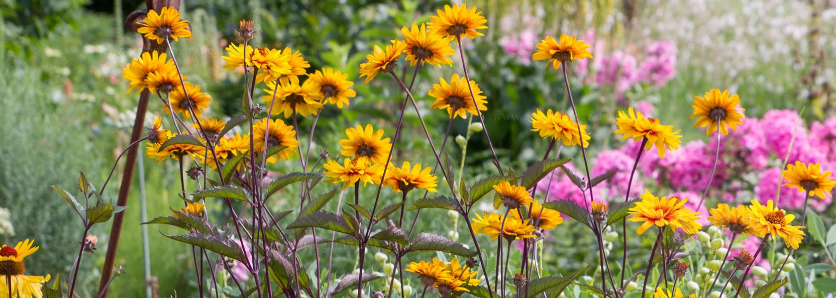 Heliopsis / Sonnenauge aus der Kräuter- und Staudengärtnerei in Sachsen bei Dresden
